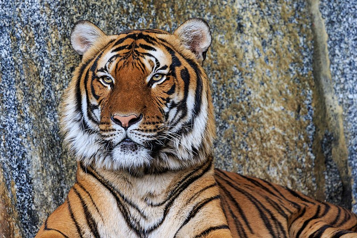 Về kích thước cơ thể, chúng cũng nhỏ hơn hổ Bengal và hổ Siberi. Hổ Đông Dương đực trưởng thành dài khoảng 2,55 – 2,85 m, cân nặng khoảng 150-195 kg, và có chiều dài hộp sọ tối đa khoảng 319-365 mm. Một con hổ đực trưởng thành trung bình dài khoảng 2,74 m và cân nặng khoảng 180 kg. Mặc dù vậy, một số cá thể lớn có thể cân nặng trên 250 kg.