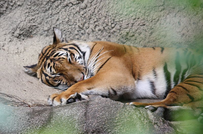 Loài hổ Đông Dương có hộp sọ nhỏ hơn hổ Bengal, bộ lông có màu nền tối hơn với các sọc đơn ngắn hơn và hẹp hơn.