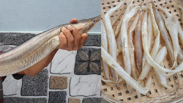 Cá Lạc được chia thành hai loại chính: cá lạc vàng với thân màu vàng, và cá lạc ù với thân màu xám.