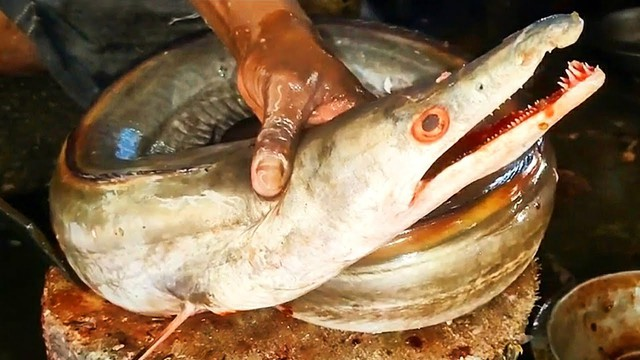 Cá Lạc thường sống dưới bùn đáy, kiếm ăn ban đêm bằng hàm răng sắc và bén để tấn công các con mồi nhỏ hơn.