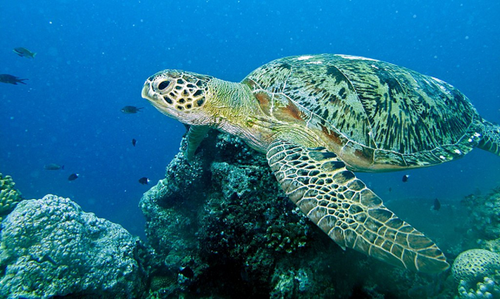 Rùa xanh (tên khoa học Chelonia mydas), đây là loài động vật thuộc Sách Đỏ của Tổ chức Bảo tồn thiên nhiên thế giới (IUCN) và Sách Đỏ Việt Nam, là loài quý hiếm, nguy cấp, được ưu tiên bảo vệ.