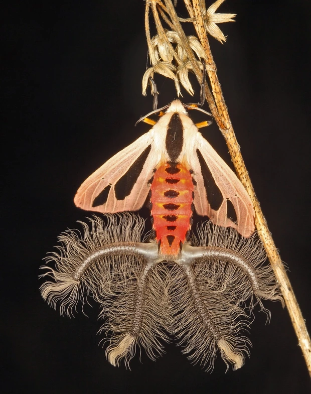 Creatonotos gangis có tổng hợp cả 4 màu sắc trắng, đen, đỏ, vàng trên cùng một cơ thể. Và đặc biệt nhất là 4 cái vòi "lông lá" khiến nó trông giống sinh vật ngoài hành tinh - chúng được gọi là coremata. Coremata là những cơ quan phát mùi. Chỉ ngài đực mới có chúng, với vai trò tiết ra pheromone thu hút bạn tình.