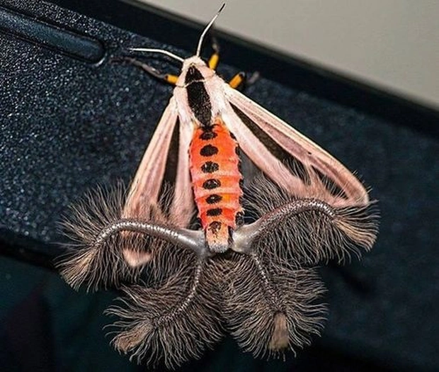Creatonotos gangis - một loài bướm thuộc họ bướm đêm (ngài), là loài bản địa của Trung Quốc, nhiều nước thuộc Đông Nam Á, và Bắc Australia.
