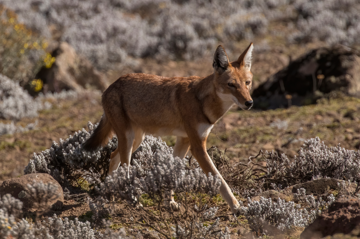 Sói Ethiopia (Canis simensis) đang đứng trước nguy cơ tuyệt chủng nghiêm trọng dù đã tồn tại hơn 1 triệu năm. Với bộ lông màu đỏ rực rỡ và mảng trắng nổi bật, loài động vật ăn thịt này này sinh sống ở các vùng núi cao trên 3.000 mét tại Ethiopia. (Ảnh: Wikipedia)