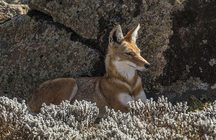 Theo Liên minh Bảo tồn Thiên nhiên Quốc tế (IUCN), sói Ethiopia hiện chỉ còn khoảng 454 cá thể trưởng thành, phân bố trên diện tích 2.700 km², và số lượng này vẫn đang giảm nhanh chóng. (Ảnh: Wikipedia)