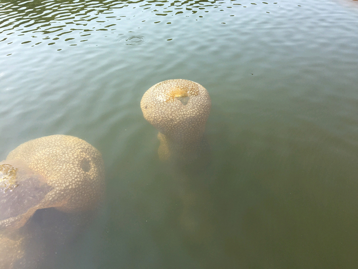 Bryozoans thường tạo thành những khối hình cầu hoặc lớp phủ trên các bề mặt cứng dưới nước. (Ảnh: Sound Rivers)