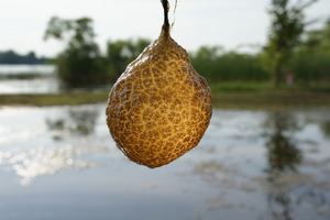 Bryozoans sống ở cả môi trường nước mặn và nước ngọt và được dùng để đánh giá chất lượng nước.(Ảnh: Lake Champlain Committee)