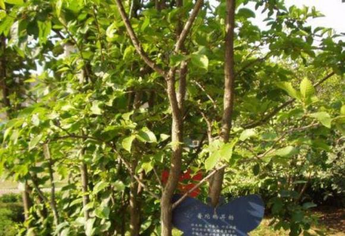 Đây là loài cây có nguy cơ tuyệt chủng cao do thảm thực vật bị tàn phá và khả năng tự tái tạo yếu.(Ảnh: Thương Hiệu và Pháp Luật)