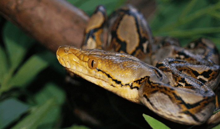 Trăn gấm (tên khoa học là Python reticulatus) nổi bật với cơ thể dài và mảnh, có thể đạt chiều dài lên đến 9,75 mét, thậm chí có những báo cáo chưa được xác nhận về những cá thể dài tới 10,75 mét. (Ảnh: Badoca Safari Park)