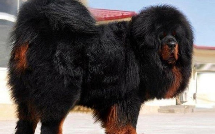 Giống chó này có tuổi thọ trung bình trên 10 năm và được biết đến với khả năng bảo vệ tốt.