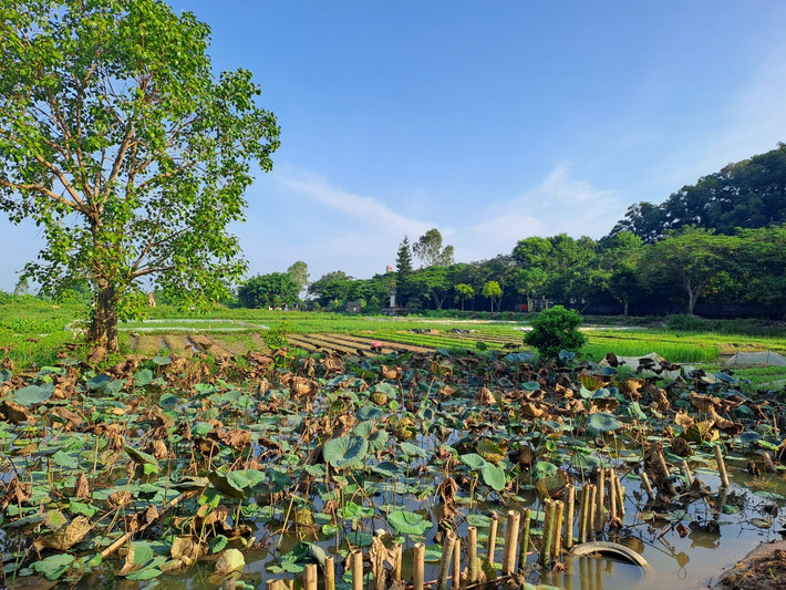 Theo ông Ngô Quang Khoát, thành viên ban quản lý Văn Miếu Xuân La, nguyên Phó Trưởng phòng văn hóa huyện Kiến Thụy kể lại: Năm 1997, trời làm hạn hán, cái ao mà người dân trong làng thường múc nước để tưới rau cũng bị khô cạn. Người trồng rau phải vét đáy ao thành những cái nhói sâu 1, 2 mét mới có nước tưới rau.