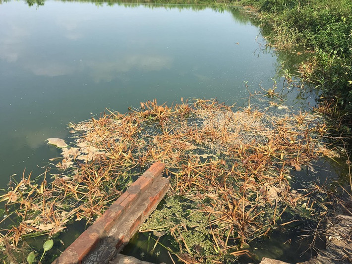Cây cỏ trong ao cá cũng bị cháy lá, chết rục.