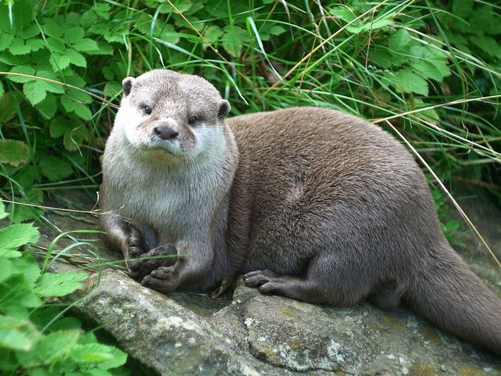 Rái cá vuốt bé (Aonyx cinereus) là loài rái cá nhỏ nhất thế giới với cân nặng nhỏ hơn 5 kg.