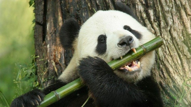 Có một điều mà ít người biết đến là chúng còn có một bí danh là "quái thú ăn sắt", loài động vật này có lực cắn rất lớn so với họ hàng của mình. Lực cắn của loài động vật này chủ đứng sau gấu Bắc Cực và gấu nâu. Mặc dù có một vẻ ngoài dễ thương, nhưng đừng dại mà đi chọc tức chúng.
