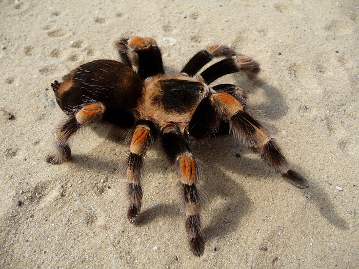 1. Nhện Turantula được mệnh danh là một trong số những kẻ săn mồi đáng sợ nhất hành tinh. Kỹ thuật của chúng điêu luyện đến mức không một con mồi nào lởn vởn trước tầm ngắm có cơ hội sống sót.