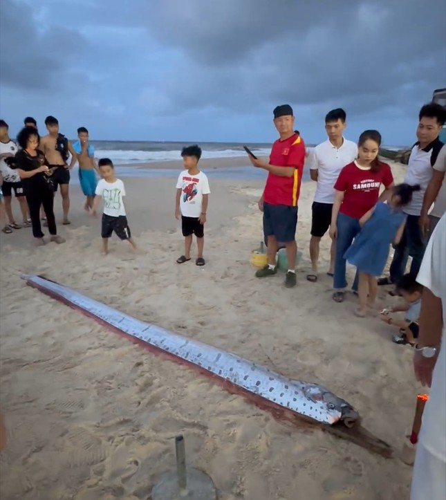 " Thuỷ quái" này trôi dạt vào bờ biển tổ dân phố Minh Hải trong tình trạng đã chết. Đây là lần đầu tiên trong khoảng 10 năm qua có cá mái chèo xuất hiện tại bờ biển Thuận An (TP. Huế). (Ảnh: CTV)