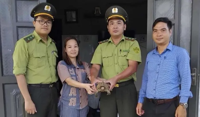 Người dân này đã phát hiện rùa núi vàng trong vườn nhà và tự nguyện giao nộp cho cơ quan chức năng. Sau khi tiếp nhận, Hạt Kiểm lâm TP. Huế đã chăm sóc và bảo vệ cá thể rùa, đồng thời thực hiện các thủ tục pháp lý để sớm thả nó về môi trường tự nhiên.