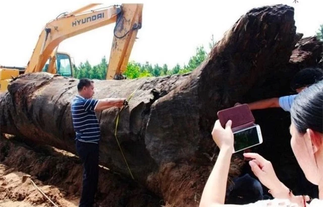 Các chuyên gia đến hiện trường và khám nghiệm kĩ lưỡng, kết luận cây gỗ này là gỗ âm trầm khoảng 1.000 năm tuổi, có giá trị lên đến 500 triệu NDT (khoảng 1.572 tỷ đồng). Họ khuyên Lương Tài nên giao cây gỗ này cho chính quyền và hứa sẽ bồi thường một số tiền nhất định cho anh.