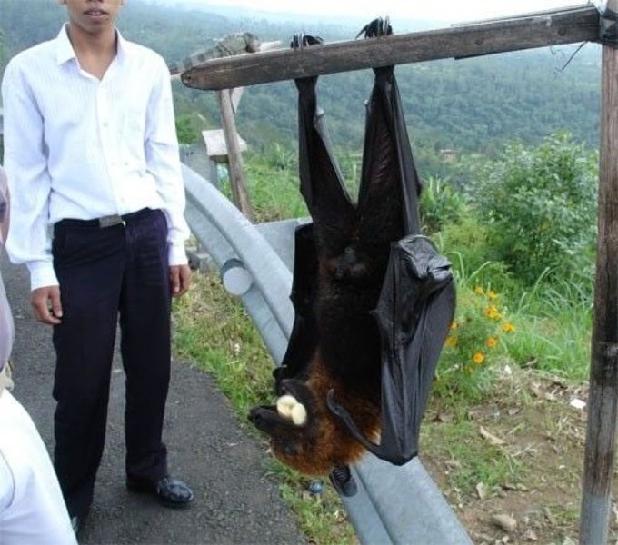 8. Dơi Cáo Bay: Loài dơi lớn nhất, nặng 0,65-1,6 kg, dài 55 cm và sải cánh 1,5-1,8 m. Chúng ăn mật hoa, phấn hoa và hoa quả, sống ở vùng nhiệt đới và cận nhiệt châu Á.