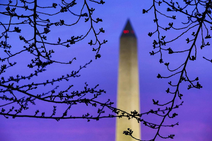 Chồi hoa trong bình minh gần Tượng đài Washington tuần trước. Những cây hoa đào này là quà của Nhật Bản dành cho Mỹ vào năm 1912. Ảnh: AP.