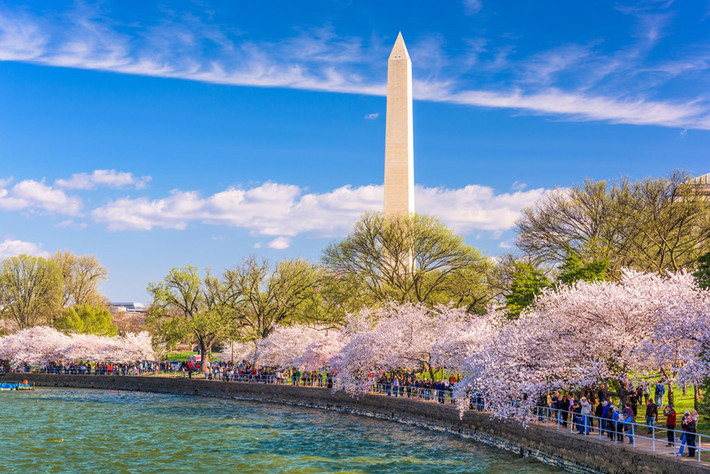Nhiều người đi bộ dưới tán cây anh đào khu vực Tượng đài Washington trong lễ hội mùa xuân tại hồ Tidal. Mỗi năm, Lễ hội Hoa anh đào đón khoảng 1,5 triệu du khách tham dự. Ảnh: iStock.