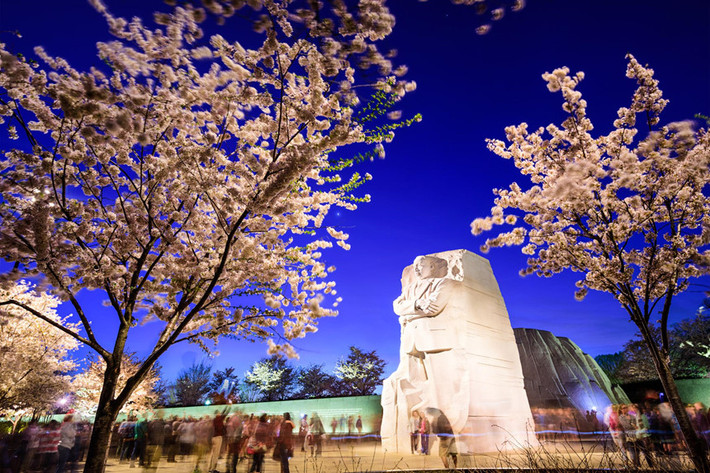 Khách du lịch đổ về khu vực tưởng niệm Martin Luther King Jr. tại Công viên West Potomac, thủ đô Washington để ngắm hoa. Mỗi đợt ra hoa của cây hoa anh đào chỉ kéo dài 2 tuần. Ảnh: iStock.
