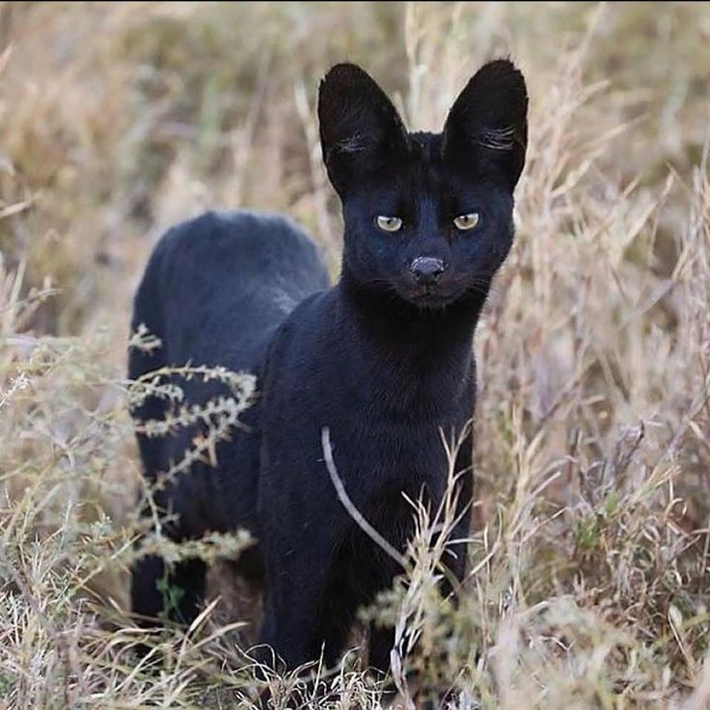 2. Melanistic serval: Có thể bạn chưa từng nghe thấy tên loài động vật này. Chúng là một loài mèo hoang dã cực kỳ hiếm, chúng có nguồn gốc từ Châu Phi. Nó bắt nguồn từ tên gọi của nó là melanistic, một đột biến gen khiến nó có sắc tố sẫm màu khi so sánh với các đồng loại của nó.
