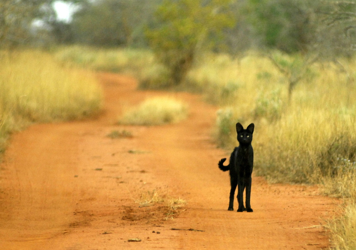 Loài động vật này được coi là mắc bệnh melanistic - một dạng đột biến gen khiến nó có màu tối hơn so với các đồng loại bình thường.