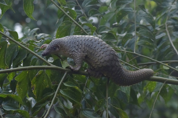 Tê tê Java có họ hàng gần gũi với Tê tê Trung Quốc (tê tê vàng). Tuy nhiên Tê tê Java lớn hơn, màu sáng hơn và có móng chân ngắn hơn Tê tê Trung Quốc.