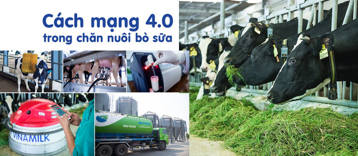 Cách mạng 4.0 trong chăn nuôi bò sữa giúp việc quản lý và vận hành trang trại tối ưu hóa được hiệu quả. Ngoài sản lượng sữa tươi nguyên liệu dành cho sản xuất, một phần sữa tươi được chuyển đến cho đàn bê. Tại khu vực chuồng bê, hệ thống thanh trùng và phân phối sữa cho bê được vận hành hoàn toàn tự động và tuân theo chuẩn vệ sinh nghiêm ngặt. Sau khi thanh trùng, sữa được các xe vận chuyển, hay còn gọi là “milk taxi” đưa đến cho từng con bê theo đúng nhu cầu dinh dưỡng đã được phân tích trước đó. Các trang thiết bị sau khi cho bê uống sữa được đưa vào hệ thống vệ sinh tự động, giúp cho đàn bê ngoài bữa ăn ngon còn luôn được đảm bảo vệ sinh, an toàn, đảm bảo sức khỏe.