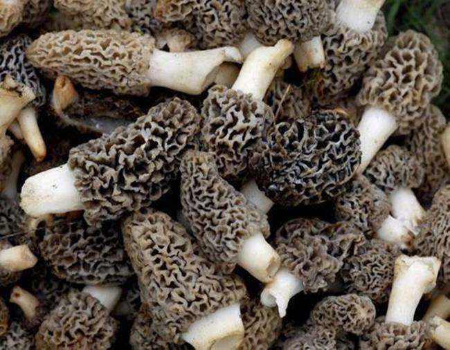 Nấm Guchchi hay Morels, có mức giá đắt đáng kinh ngạc 14.000 Rupee – 15.000 Rupee/1kg (~4,7 triệu đồng – 5,5 triệu đồng/kg).