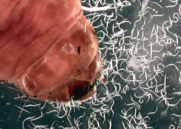4. Giun tròn dưới ống kính hiển vi. Giun tròn là nhóm các động vật thuộc ngành Nematoda. Chúng gồm những động vật sinh sống ở một phạm vi môi trường rộng lớn. Giun tròn có hệ thống tiêu hóa hở hai đầu.