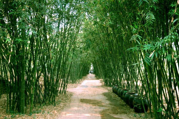 Về với thiên nhiên làng Tre Phú An: Nằm trong khu bảo tồn hệ sinh thái tre đầu tiên tại Việt Nam, làng Tre Phú An là điểm đến quen thuộc của những người thích phong cảnh thôn quê. Phú An lưu giữ khoảng 1.500 bụi tre với 300 mẫu tre, trúc, nứa thuộc 17 giống tre (chiếm 90% giống tre của Việt Nam), trong đó có nhiều loại quý hiếm như mai ống, vàng sọc, ngà, lồ ô vàng, mạnh tông. Ảnh MIA