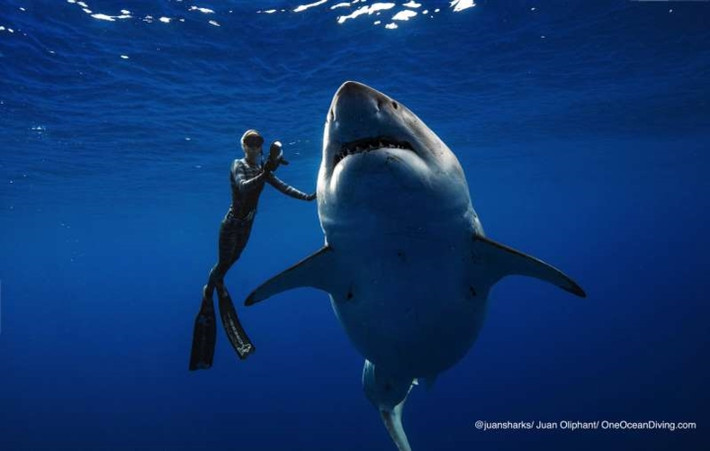 Nhà nghiên cứu cá mập và bảo tồn môi trường Ocean Ramsey đã giáp mặt với loài cá mập trắng "Deep Blue", được cho là lớn nhất thế giới vào ngày 15/1 vừa qua.