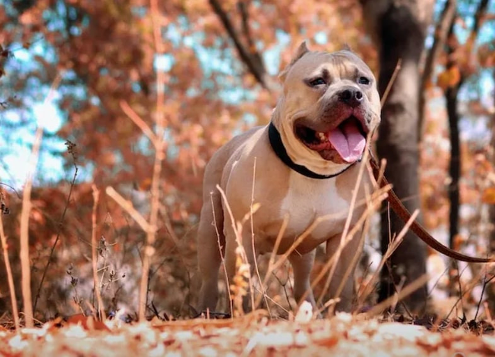 Mặc dù vậy, nhiều trường hợp đã chứng minh rằng chó Pitbull là một giống chó không thể kiểm soát được, đặc biệt là khi chúng cảm thấy bị đe dọa.