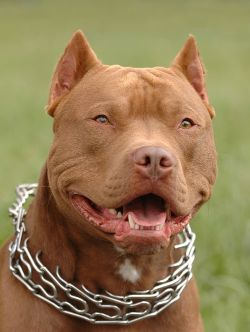Theo Animalsaroundtheglobe, trong danh sách 10 giống chó nguy hiểm nhất đối với con người thì Pitbull xếp số 1.