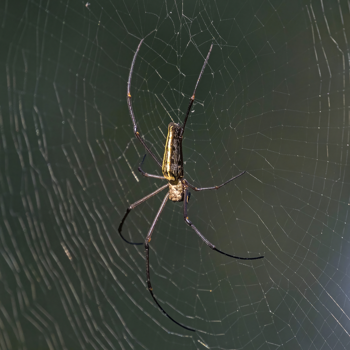 Đầu tiên, nhện Nephila sẽ giăng một sợi nhện mỏng và dài giữa hai đỉnh cây hoặc các đối tượng khác nhau. Sau đó, nhện sẽ giăng những sợi nhện ngắn hơn ngang qua sợi nhện dài, tạo thành một mắt lưới.