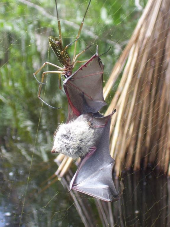Sơ đồ mắt lưới của nhện Nephila cũng thể hiện năng lực giác quan của loài nhện này. Chúng có thể cảm nhận được rung động và rất nhạy cảm với các cảm giác khác, giúp chúng bắt được nhiều mồi hơn.