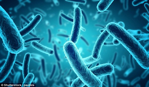 Sự sống xuất hiện trên mặt trăng có thể là những vi khuẩn lam tương tự cyanobacteria – loài vi khuẩn hóa thạch cổ xưa nhất được tìm thấy trên Trái đất.