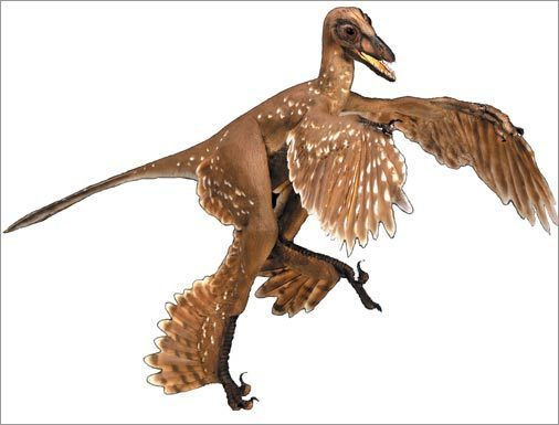 Ban đầu, các nhà cổ sinh vật học còn tranh cãi rất lâu bởi hình dáng của Microraptor giống một loài chim hơn là loài khủng long, nhưng qua phân tích các trầm tích hóa thạch, Microraptor đã chính thức đưa tên mình vào danh sách những loài khủng long nhỏ bé nhất thế giới.