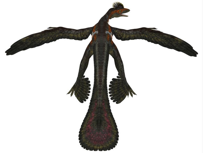 “Việc biết rằng Microraptor là một loài ăn thịt đặt ra một quan điểm mới về cách thức hoạt động của các hệ sinh thái cổ đại và một cái nhìn sâu sắc có thể có về sự tiến hóa của những loài khủng long nhỏ có lông này".