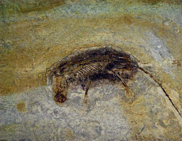 Microraptor là một trong những khám phá hóa thạch kỳ diệu nhất trên thế giới, chúng là một trong những loài khủng long nhỏ bé nhất thế giới, sở hữu bốn chiếc cánh có lông vũ.
