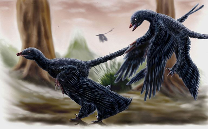 Hóa thạch Microraptor được phát hiện trong các mỏ hóa thạch phong phú ở Liêu Ninh, phía đông bắc Trung Quốc vào đầu những năm 2000. Mẫu vật có bộ lông trên cánh tay và chân của nó, là một trong những loài khủng long có lông vũ đầu tiên được khai quật.
