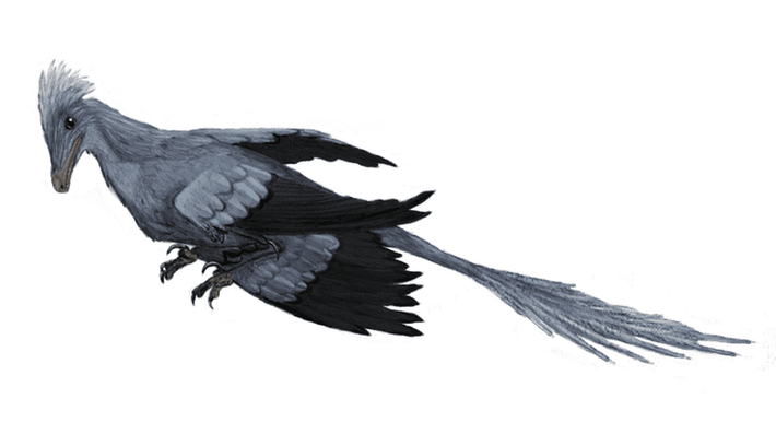 Được phát hiện tại Trung Quốc, Microraptor đã khiến rất nhiều nhà cổ sinh vật học ngạc nhiên bởi loài khủng long mang hình dáng của chim hiện đại này có cánh ở cả hai chi trước và hai chi sau, bao gồm phần lông vũ phủ hết độ dài của các chi. Đây cũng chính là một trong những thay đổi dễ nhận ra của các loài khủng long ở kỷ Phấn Trắng, tổ tiên của loài chim.