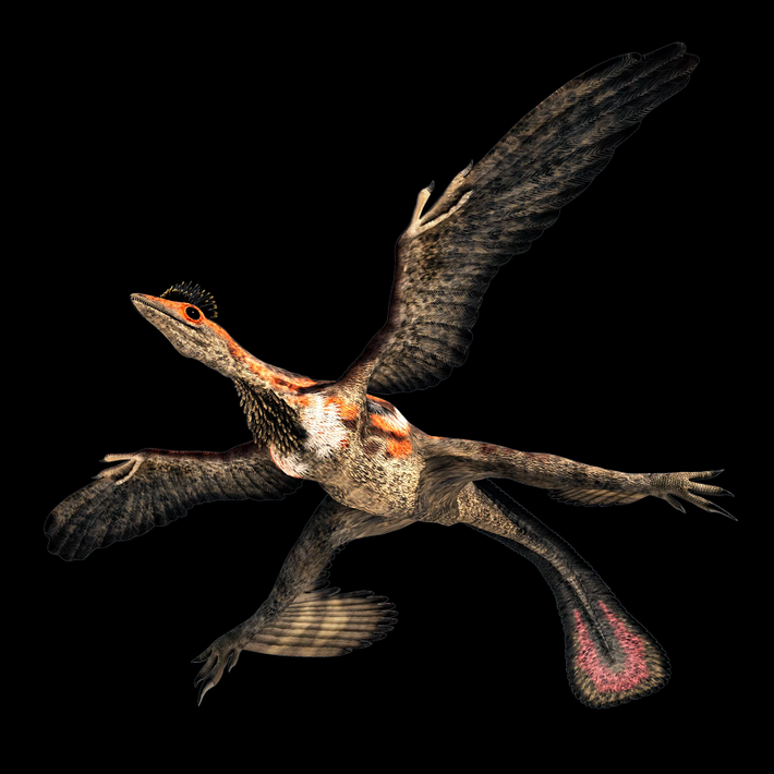 Microraptor sống trong khoảng từ 125-120 triệu năm TCN, thuộc kỷ Phấn Trắng, “ngay ” 25 triệu năm kỷ Jura, thời hoàng kim của nhiều loài chim ăn thịt nổi tiếng thế giới như Archaeopteryx, nhiều chuyên gia đã nghi ngờ rằng Microraptor chính là hậu duệ của Archaeopteryx, bởi nhiều bằng chứng khoa học cho thấy bước tiến hóa của các loài khủng long có cánh liên tục thay đổi trong Đại Trung Sinh