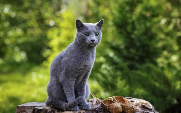 2. Mèo Nga xanh Russian Blue là giống mèo hoàng gia được nuôi bởi Sa hoàng Nicholas Đệ nhị, vì vị vua này tin rằng loài này có năng lực ma thuật giúp nhà vua và các thành viên trong hoàng thất tránh khỏi những điều không tốt của các linh hồn xấu xa.