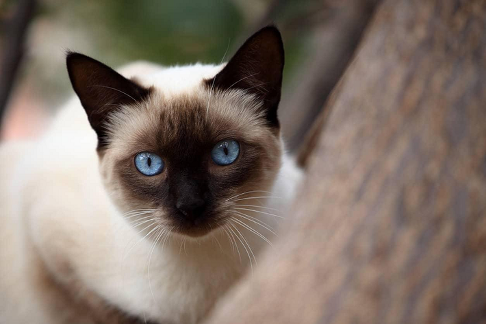 Thậm chí, họ còn miêu tả cô bằng từ “a unnatural evil cat” (tạm dịch là một cơn ác mộng không tự nhiên). Kể từ đó, mèo cổ Xiêm La dần trở nên phổ biến ở nhiều nước phương tây.