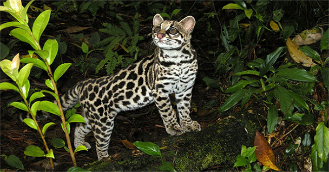 3. Mèo đốm Margay là loài mèo nhỏ sống đơn độc, kiếm ăn ban đêm có nguồn gốc từ Trung và Nam Mỹ. Chúng có khả năng sử dụng kỹ thuật bắt chước đặc biệt hiếm có để thu hút con mồi. Loài sinh vật này thường săn động vật có vú nhỏ như khỉ và sóc, đôi khi chúng ăn cả chim, thằn lằn và ếch.