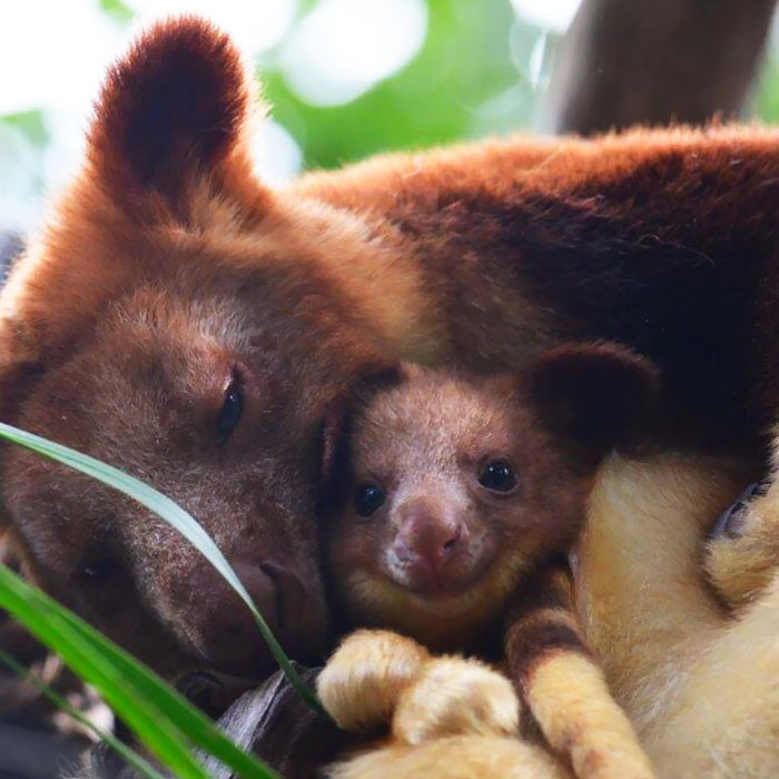 3. Chuột túi cây là một loài kangaroo đặc biệt sống trên cây trong các khu rừng mưa ở đảo New Guinea (phía Đông Bắc Australia) và bang Queensland (Australia). Chúng là một loài khá chậm chạp và vụng về, chúng thường sống trên cây, thức ăn chủ yếu là lá cây.