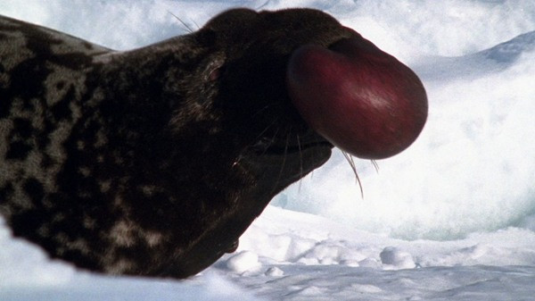 2. Hải cẩu bờm hay hải cẩu đội mũ (Hooded seal) là một loài hải cẩu sinh sống ở Bắc Đại Tây Dương. Loài vật này bị con người săn bắt rất nhiều và hiện đang trên đà tuyệt chủng. Ước tính, trên thế giới chỉ còn không quá 100 cá thể. Điều đó đồng nghĩa với việc chúng loài động vật có thể biến mất vĩnh viễn ngày từ bây giờ.